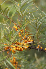 Sea buckthorn harvest. Ripe sea buckthorn berries on branches close-up. Nature. Tasty and healthy sea buckthorn berries. Bright orange berries among the leaves