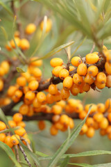 Sea buckthorn harvest. Ripe sea buckthorn berries on branches close-up. Nature. Tasty and healthy sea buckthorn berries. Bright orange berries among the leaves