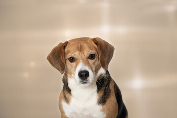 Portr&auml;t eines Beagle Mischling