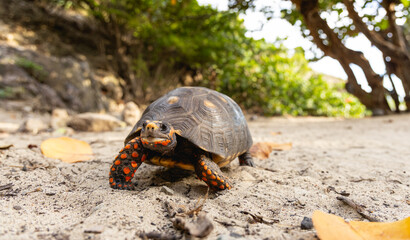 Gros plan sur une tortue de terre sur le sable &agrave; Gouverneur, Saint-Barthelemy.