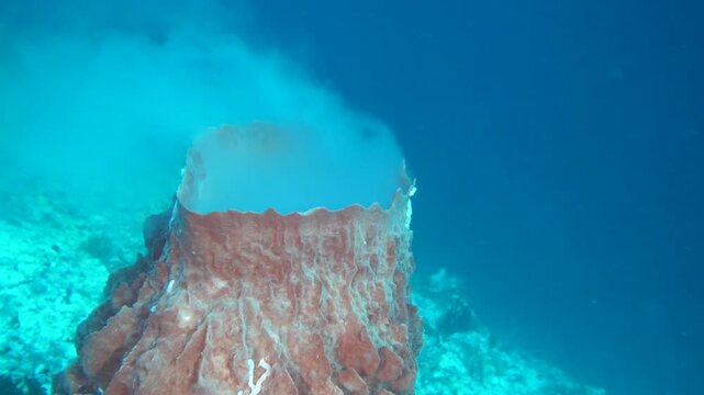 Barrel sponge releasing thick white spawn plume from central cavity on coral slope in Nil Desperandum, Banda Sea, Indonesia