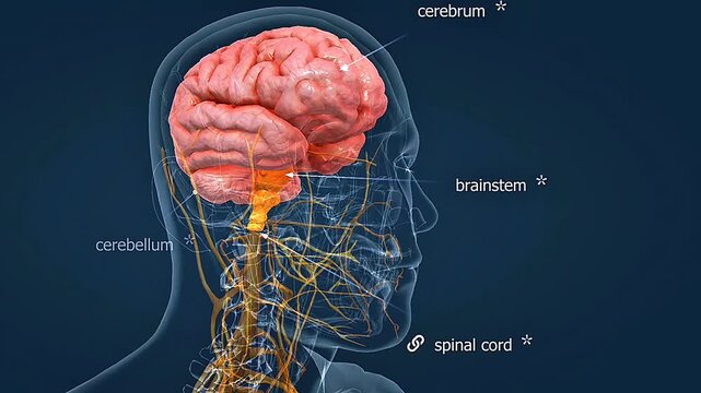 Human brain and Nervous system