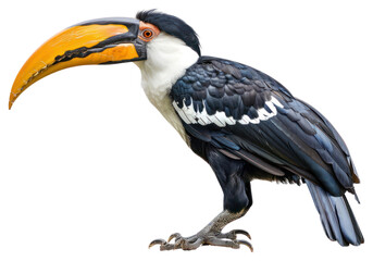 Obraz premium PNG Colorful toucan bird portrait