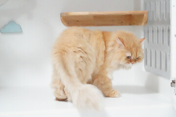 Fluffy orange cat exploring white shelf, showcasing its curious nature and playful demeanor. cat soft fur and inquisitive expression add charm to scene