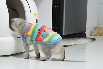 Playful cat wearing colorful striped sweater approaches washing machine, showcasing curiosity and sense of adventure in modern home environment