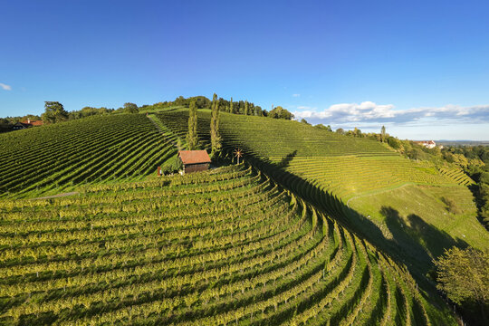 Aerial view of vibrant green vineyard rows cascading down the rolling hills towards a small cabin under a clear blue sky, Silberberg, Steiermark, Austria.
