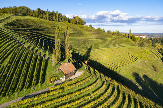 Aerial view of terraced vineyards cascade down the hillside, punctuated by a rustic building and tall trees, under a blue sky, Silberberg, Steiermark, Austria.