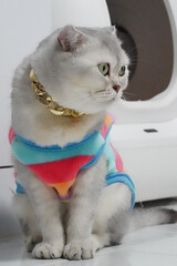 Stylish cat wearing colorful sweater and gold chain sits gracefully, showcasing its unique fashion sense and playful personality. vibrant colors of outfit contrast beautifully with cat fur