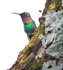 Obraz premium PNG Colorful hummingbird perched on tree