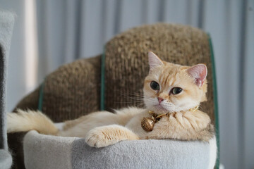 Relaxed cat lounges comfortably in cozy bed, adorned with golden collar. soft fur and serene expression create peaceful atmosphere, inviting warmth and tranquility