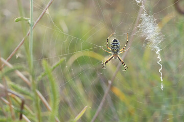 Spider Argiope bryuennichi. Bright spider on a blurred nature background. Spider with a striped yellow-black-white abdomen, close-up. Spider on a web close-up
