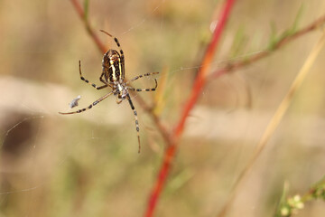 Spider Argiope bryuennichi. Bright spider on a blurred nature background. Spider with a striped yellow-black-white abdomen, close-up. Spider on a web close-up