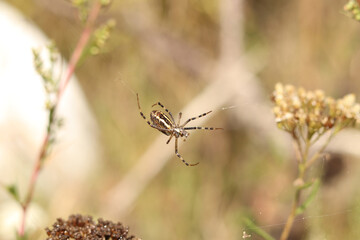 Spider Argiope bryuennichi. Bright spider on a blurred nature background. Spider with a striped yellow-black-white abdomen, close-up. Spider on a web close-up
