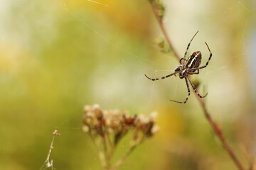 Spider Argiope bryuennichi. Bright spider on a blurred nature background. Spider with a striped yellow-black-white abdomen, close-up. Spider on a web close-up