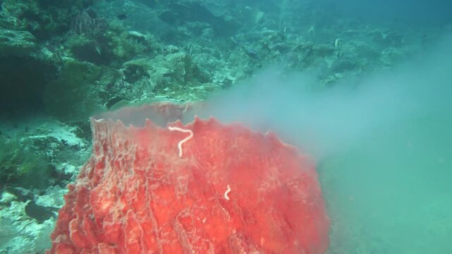 Intense close-up view of a large barrel sponge emitting a thick white spawn plume in Nil Desperandum, Banda Sea, Indonesia