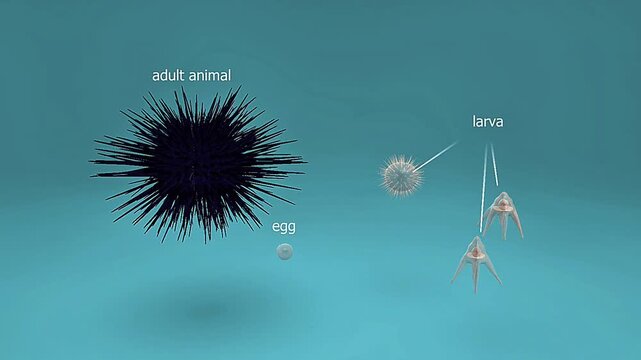Life cycle of purple sea urchin, from egg to larva, juvenile, and adult stages in the ocean.