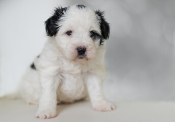 Portr&auml;t eines Tibet Terrier Welpen