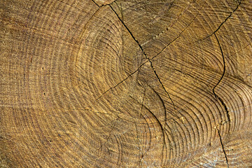 Fototapeta premium Tree section