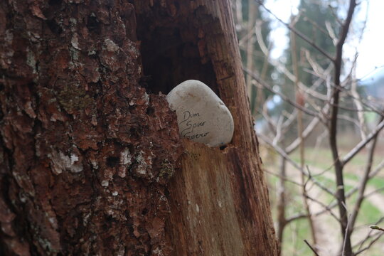 Caption
Peble with writing Dum Spiro Spero on a tree bark - Saint-Hugues-de-Chartreuse - Is&egrave;re - Auvergne-Rh&ocirc;ne-Alpes - France