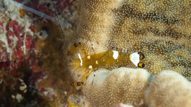 Close-up of peacock shrimp navigating coral formations with detailed leg and body movement, Nil Desperandum, Banda Sea, Indonesia.