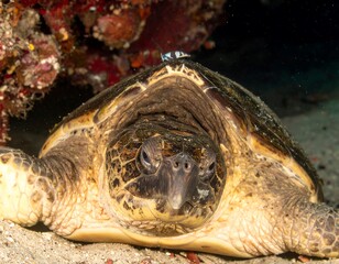 Sea turtle resting on sandy ocean floor with a small fish on its back, near vibrant reef structures