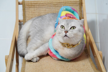 Fluffy cat lounges comfortably on wooden chair, adorned with colorful blanket. cat has striking green eyes and shiny collar, exuding relaxed and regal demeanor