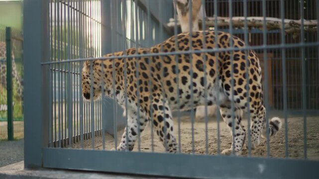 leopard pacing inside metal enclosure under muted daylight, gravel floor, bare tree stump, slow measured steps, restless gaze through vertical bars, captive atmosphere highlighting confinement