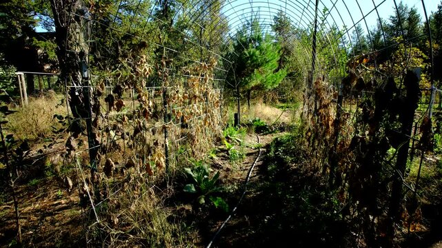 Dry out withered cucumber plants tangled to arch shaped trellis made from cattle panels