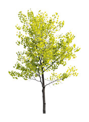 PNG Ginko tree background isolated illustration.