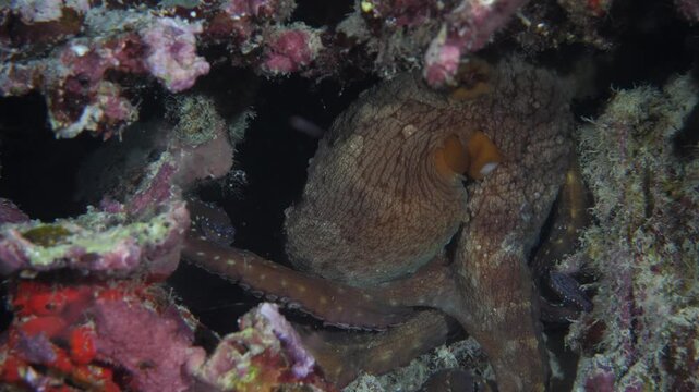 A large octopus moves slowly across a vibrant coral formation at shallow depth near Pulau Keka, Banda Sea.