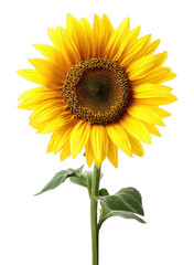 Obraz premium PNG Vibrant sunflower isolated background