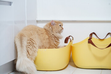 Fluffy cat sits comfortably in yellow basket, showcasing its soft fur and relaxed demeanor. scene captures cozy moment in bright, clean environment