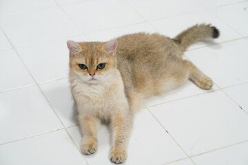 Fluffy cat with light golden coat lies comfortably on white tiled floor, showcasing its striking blue eyes and relaxed demeanor
