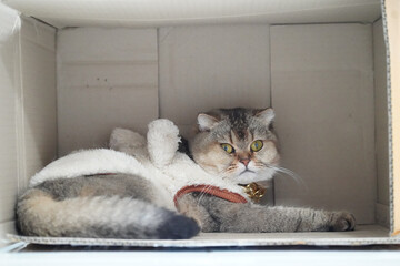 Cat rests comfortably inside cardboard box, wearing cozy outfit. feline has striking green eyes and fluffy coat, creating charming and playful scene
