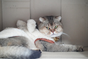 Cozy cat rests inside cardboard box, wearing fluffy white outfit. feline has striking green eyes and calm demeanor, creating serene atmosphere