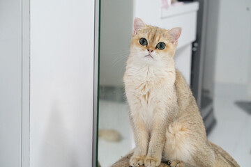 Fluffy cat with striking green eyes sits gracefully on surface, reflecting calm and curious demeanor. background features modern interior, enhancing cat charm