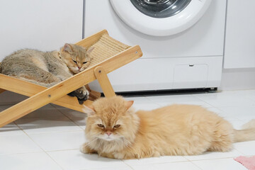 Fluffy cats relax in cozy indoor setting, one lounging on wooden cat bed while other rests on floor. Their calm demeanor creates peaceful atmosphere in home