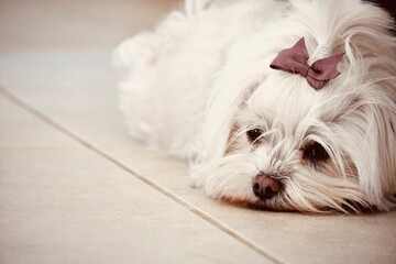 Small white dog with decorative bow lying on floor - Fluffy groomed puppy resting on tile surface