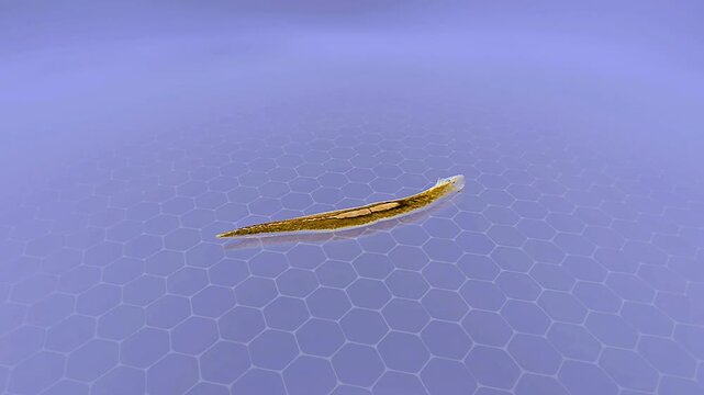 Dugesia gonocephala, a freshwater planarian flatworm, known for regeneration and hermaphroditism.