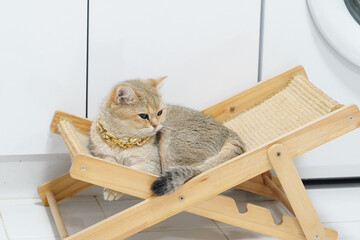 Cute cat rests on wooden pet lounge chair, showcasing its soft fur and playful demeanor. cat wears stylish gold chain, adding touch of charm to scene