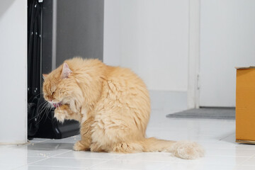 Fluffy orange cat grooming itself in bright indoor space, showcasing its long fur and playful demeanor. cat appears content and relaxed, adding warmth to environment
