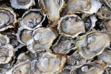 Gros plan sur un plateau d'hu&icirc;tres creuses fra&icirc;ches.