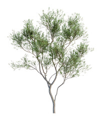 Obraz premium PNG Realistic green tree isolated illustration photography.