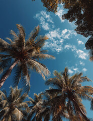 Naklejka premium Tropical palm trees against blue sky with white clouds
