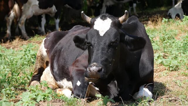 Black and white cow Resting and Chewing Grass on Pasture, Flies Around Livestock Rural Farm Animals Close-Up