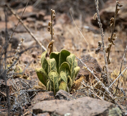 gordolobo , verbascumthapsus , verbasco o hierba del pa&ntilde;o 