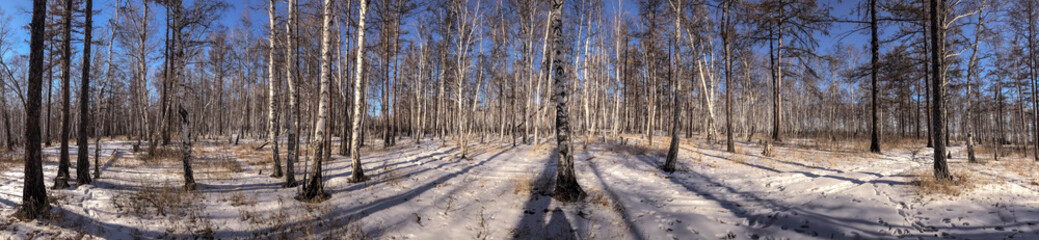 Birch forest in early spring. Early spring forest. the first warm days