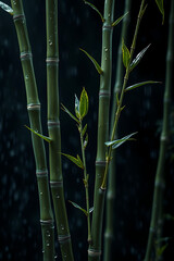 Obraz premium Elegant Bamboo Stems in Rain Symbolizing Growth and Harmony