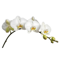 Elegant white orchid bloom