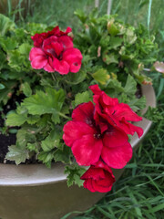 Red geraniums in a pot on a background of green grass
